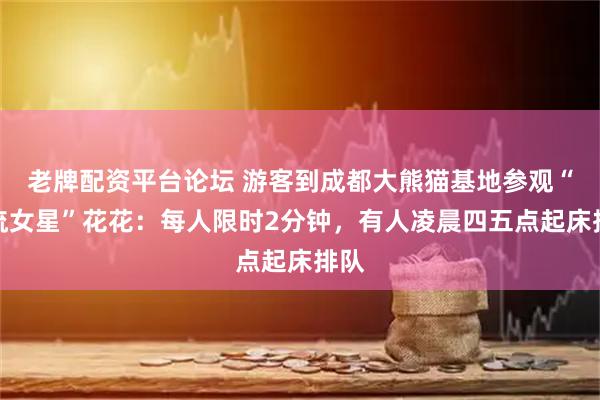 老牌配资平台论坛 游客到成都大熊猫基地参观“顶流女星”花花：每人限时2分钟，有人凌晨四五点起床排队